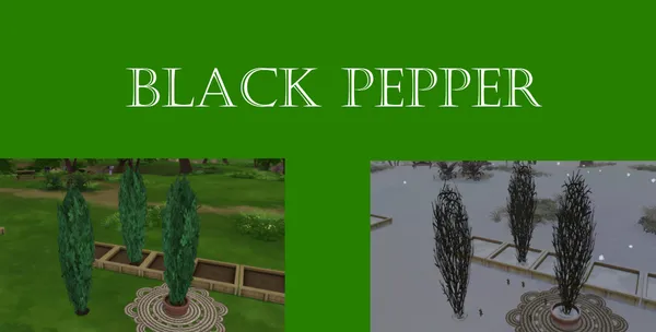 Black Pepper Harvestable